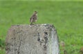 Lark Sparrow Perching on Concrete Slab