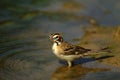 Lark Sparrow at Waterhole