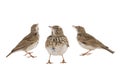 Larks isolated on white background Royalty Free Stock Photo