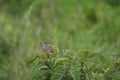 Larks passerine bird Alaudidae Tanzania Portrait Clear Royalty Free Stock Photo