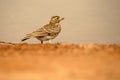 Larks in summer Royalty Free Stock Photo