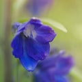 Larkspur Bloom - Close and Personal Royalty Free Stock Photo