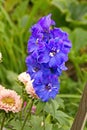 Larkspur blooms in the garden blue vertical frame