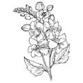 water lily larkspur july birth flower tattoo, how to draw lafkspur flower, delphinium flower pencil adrt