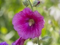 Larkspur flower in bloom