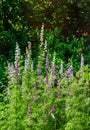 Larkspur flowers, Delphinium elatum. Royalty Free Stock Photo