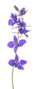Larkspur flowers Royalty Free Stock Photo