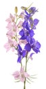 Larkspur flowers Royalty Free Stock Photo