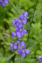 Larkspur