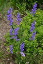 Larkspur