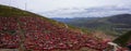 Larong Buddhist Academy,Red house Royalty Free Stock Photo