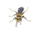 Larra bicolor is a parasitoid wasp native to South America. It was introduced into Florida as a biological pest control of