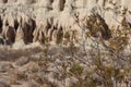 Larrea Tridentata Leaf - El Paso Mtns - 102722