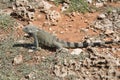 Large Iguana Hiding Withing Desert Rocks