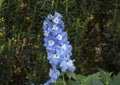 Larskpur Aurora Light blue bloom, Dallas Arboretum Royalty Free Stock Photo