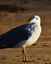 Larus argentatus, herring gull, gaviota argentea Royalty Free Stock Photo