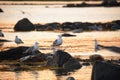 Larus argentatus, seagulls