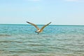 Larus argentatus. A silver gull flies over the sea. Bird in the sky Royalty Free Stock Photo