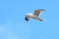 Larus canus, Common Gull Royalty Free Stock Photo