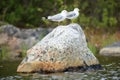 Larus canus, Common Gull Royalty Free Stock Photo