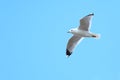 Larus canus, Common Gull Royalty Free Stock Photo