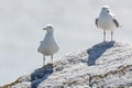 Larus canus, Common Gull Royalty Free Stock Photo