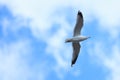 Larus canus, Common Gull Royalty Free Stock Photo