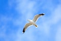 Larus canus, Common Gull Royalty Free Stock Photo