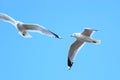 Larus canus, Common Gull Royalty Free Stock Photo