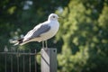 Larus canus Common Gull standing on a fence Royalty Free Stock Photo