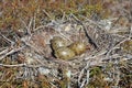Larus canus. Nest with clutch of Mew Gull eggs among tundra in Northern Siberia
