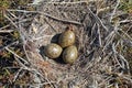 Larus canus. Nest with clutch of Mew Gull eggs among tundra in Siberia