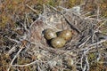 Larus canus. Nest with Mew Gull eggs among tundra in Northern Siberia