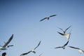 Larus delawarensis flying in the air, Ring-billed Gull isolated flying in the air Royalty Free Stock Photo