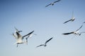 Larus delawarensis flying in the air, Ring-billed Gull isolated flying in the air Royalty Free Stock Photo