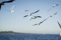 Larus delawarensis flying in the air, Ring-billed Gull isolated flying in the air Royalty Free Stock Photo