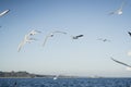 Larus delawarensis flying in the air, Ring-billed Gull isolated flying in the air Royalty Free Stock Photo