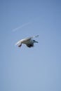 Larus delawarensis flying in the air, Ring-billed Gull isolated flying in the air Royalty Free Stock Photo