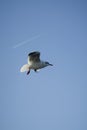 Larus delawarensis flying in the air, Ring-billed Gull isolated flying in the air Royalty Free Stock Photo