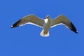 Larus heuglini. Larus heuglini Heuglin& x27;s Gull close up hovering Royalty Free Stock Photo