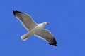 Larus heuglini. Seagull gracefully flies in the sky