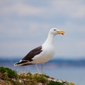 Larus Marinus Royalty Free Stock Photo