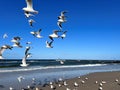 Larus marinus flying against the blue sky spread out wings in flight Royalty Free Stock Photo