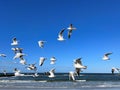 Larus marinus flying against the blue sky spread out wings in flight Royalty Free Stock Photo