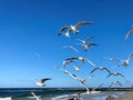 Larus marinus flying against the blue sky spread out wings in flight Royalty Free Stock Photo