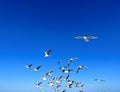 Larus marinus flying against the blue sky spread out wings in flight Royalty Free Stock Photo