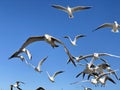 Larus marinus flying against the blue sky spread out wings in flight Royalty Free Stock Photo