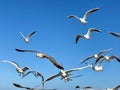 Larus marinus flying against the blue sky spread out wings in flight Royalty Free Stock Photo