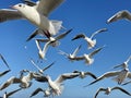 Larus marinus flying against the blue sky spread out wings in flight Royalty Free Stock Photo