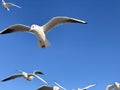 Larus marinus flying against the blue sky spread out wings in flight Royalty Free Stock Photo